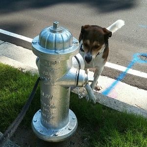 🐶Meet Your Posher